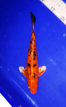 Koi, Aka Sanke