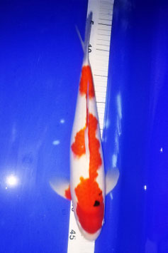 Koi, Sanke