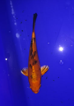 Koi, Aka Sanke