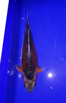 Koi, Shusui