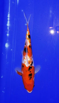 Koi, Sanke