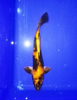 Koi, Ki Utsuri (3)