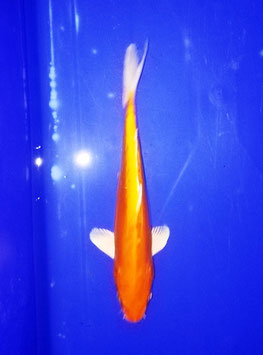 Koi, Orenji