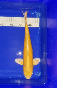 Koi, Kogoi