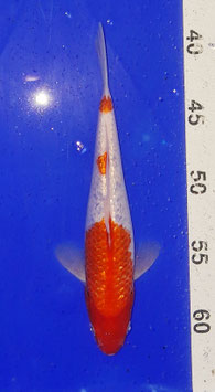 Koi, Ginrin Kohaku