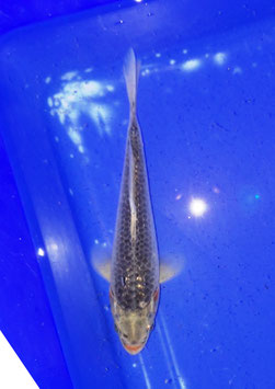 Koi,Asagi