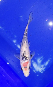 Koi, Ginrin Tancho Showa