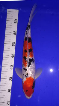 Koi, Ginrin Sanke