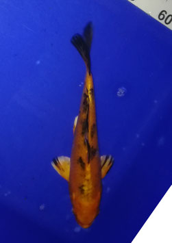 Koi, Ki Bekko (2)