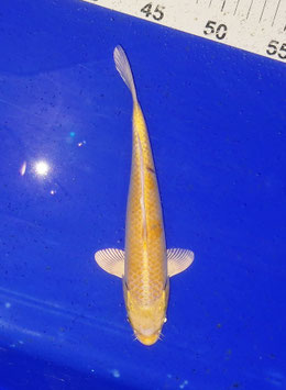 Koi, Ginrin Goromo