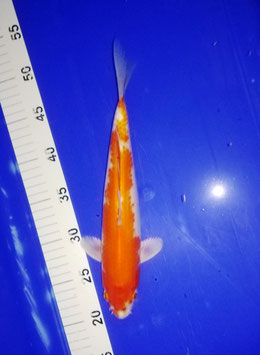 Koi, Kohaku