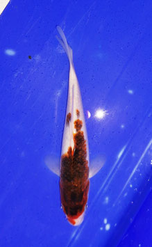 Koi, Goromo