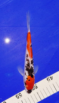 Koi, Sanke