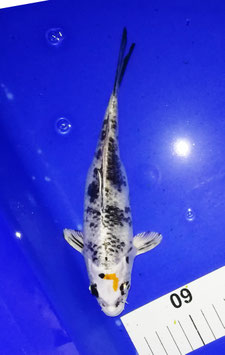 Koi, Kujaku