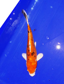 Koi, Sanke (2)