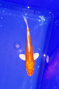 Koi, Orenji