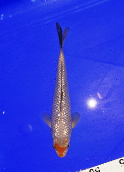 Koi, Ochiba Shigure