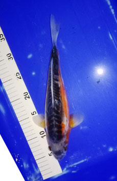 Koi, Shusui