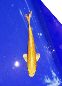 Koi, Kigoi