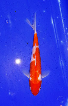Koi, Kohaku