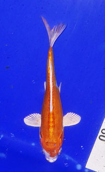 Koi, Doitsu Orenji