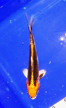 Koi, Kujaku