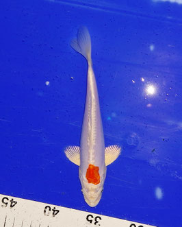 Koi, Hariwake