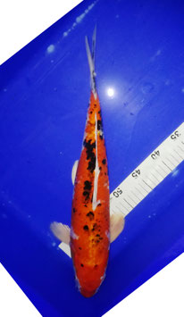 Koi, Aka Sanke