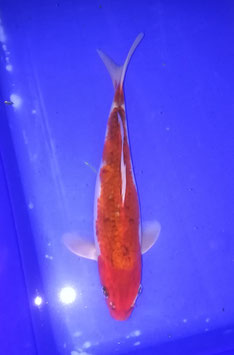 Koi, Chagoi