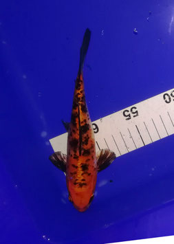 Koi, Ki Bekko