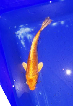 Koi, Doitsu Orenji