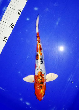 Koi, Doitsu Kujaku