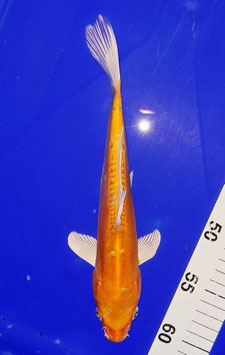 Koi, Orenji