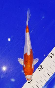Koi, Hariwake