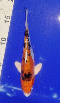Koi, Aka Sanke