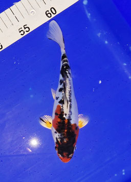 Koi, Doitsu Goromo
