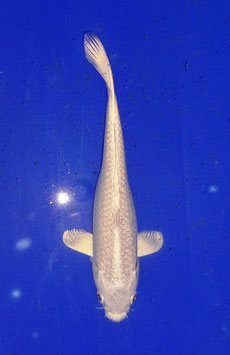 Koi, Platinum