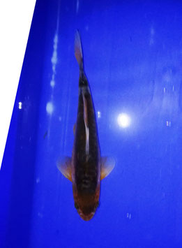 Koi, Doitsu Chagoi 28 cm