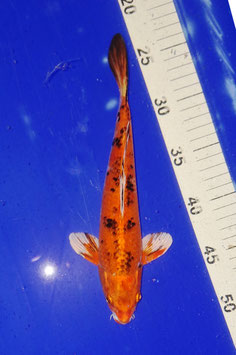 Koi, Aka Sanke