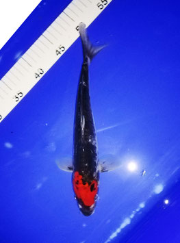 Koi, Showa