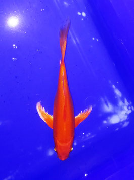 Koi, Benigoi Hirenaga