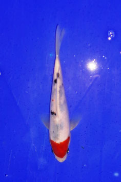 Koi, Tancho Sanke