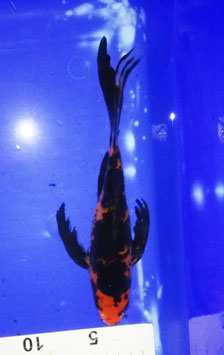 Koi, Hi Utsuri Hirenaga