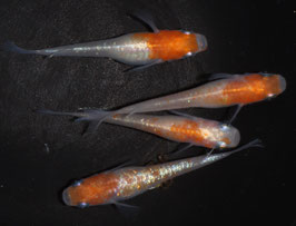 紅白ラメの稚魚　10匹　B-4
