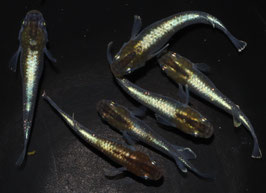 ブロンズの稚魚　10匹　B-8