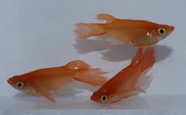 紅帝松井鰭長の稚魚　10匹　B-2