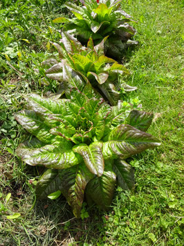 Pflück-Salat "Teufelsohren"
