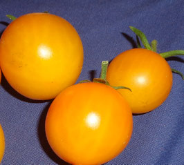 Buschtomate "Polyarnye"