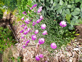 Papierblume, Italienische