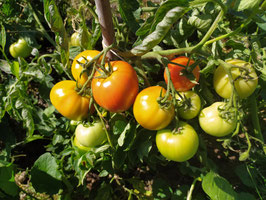 Buschtomate "Wolgograd früh"